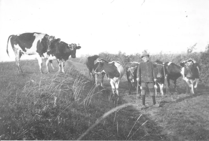 't Koeienwachtertje - standbeeld in Sommelsdijk