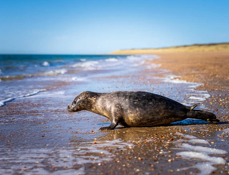 Zeehondenopvang A Seal