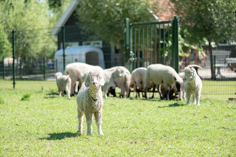 Blije Wei kinderboerderij en speeltuin